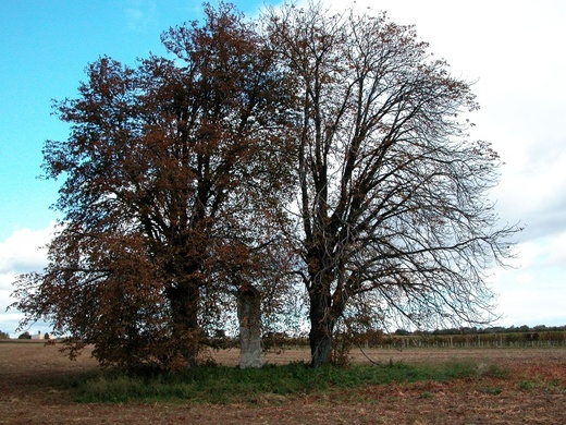 Senec