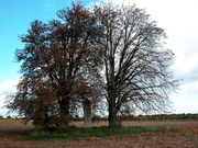 Senec